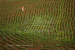 Image du Maroc Professionnelle de  Agriculture